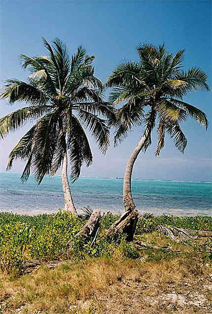 Palmiers de Belize