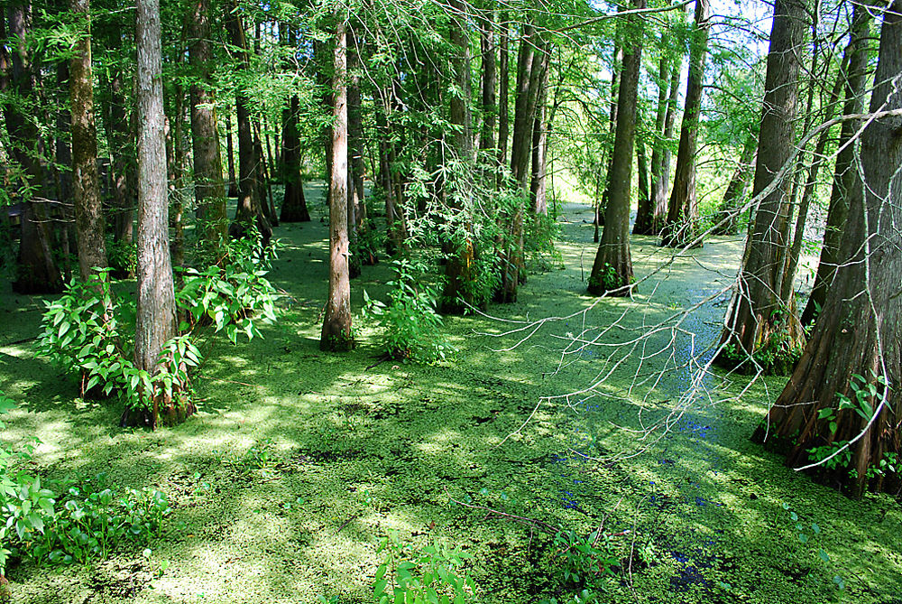 Marécage au Lac Martin