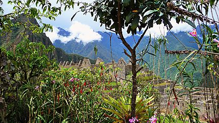 Végétation au Machu Picchu