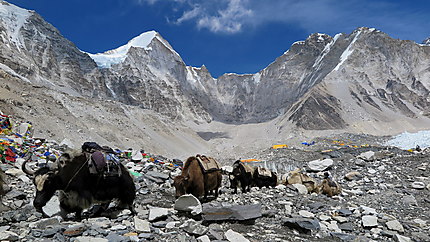 Caravane de yacks au camp de base de l'Everest