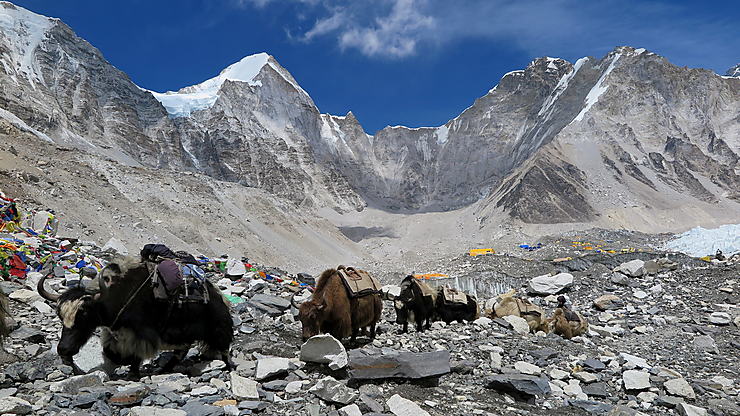 Caravane de yacks au camp de base de l'Everest, Népal