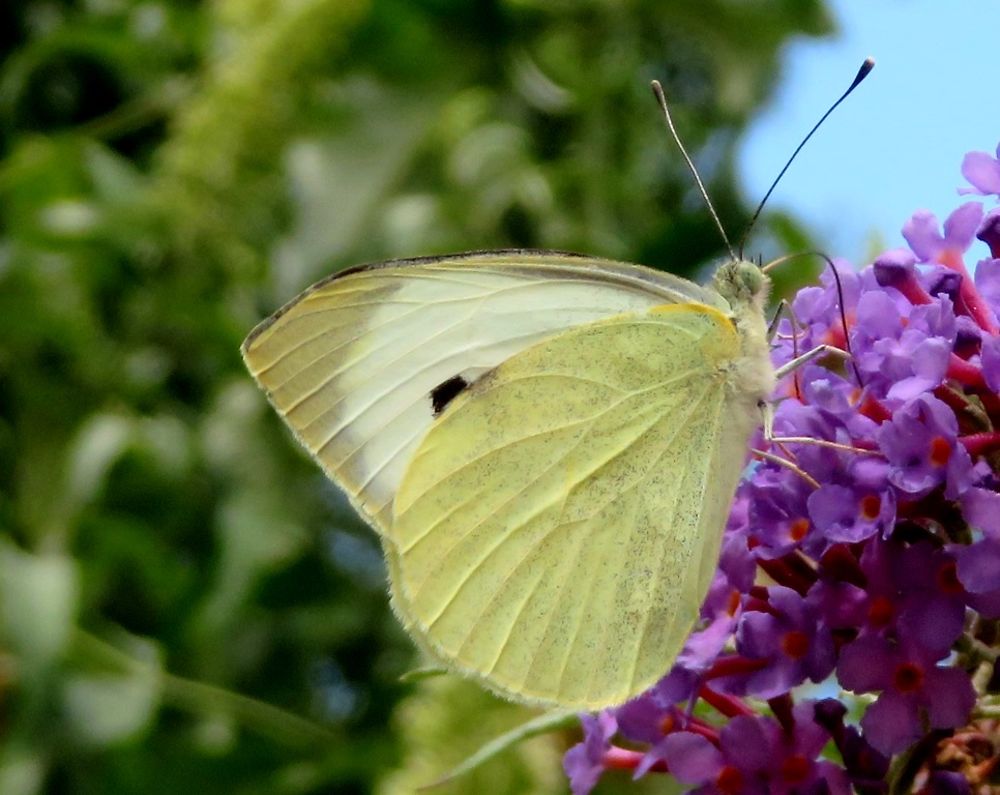 Un papillon "Parisien"