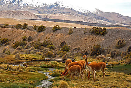 paisibles vigognes au pied du Parinacota