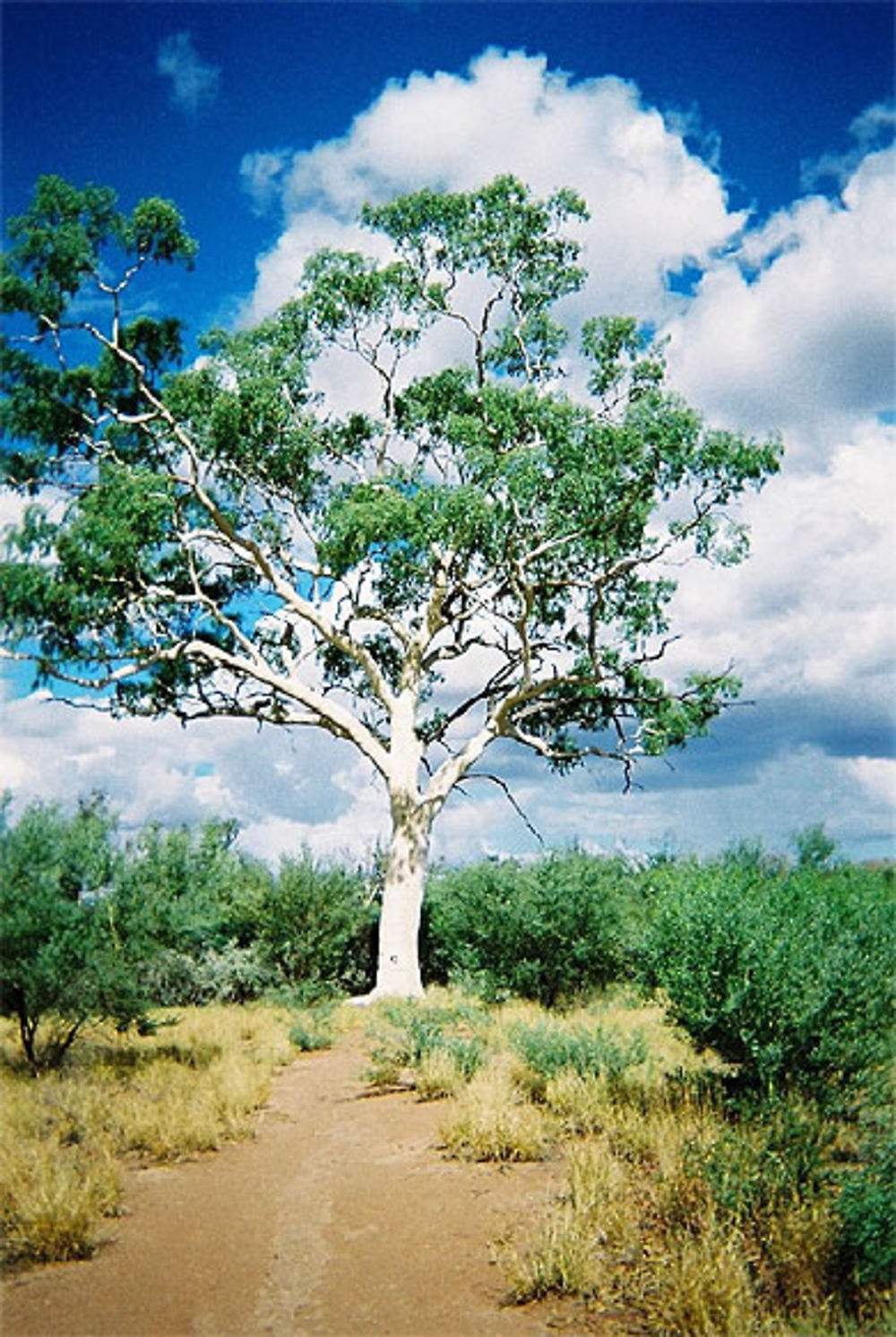 Eucalyptus fantôme