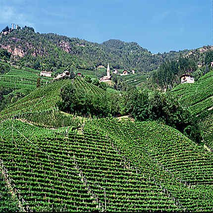 Vignes de Bolzano