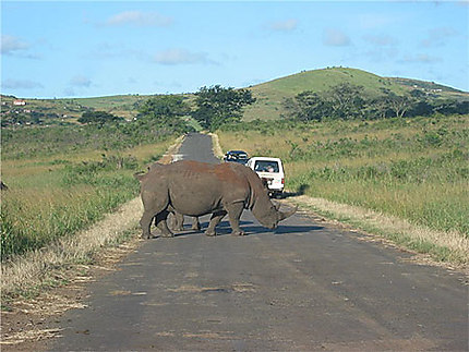 Priorité aux rhinos