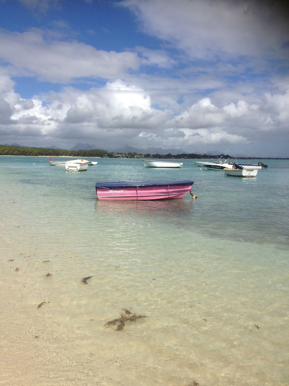 Barque Rose sur Bleu Turquoise