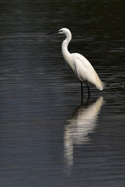 Aigrette garzette