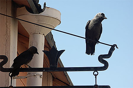 Oiseau à Porvoo