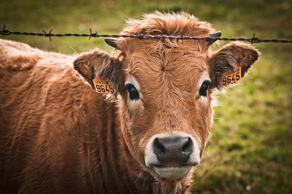 Veau Aubrac