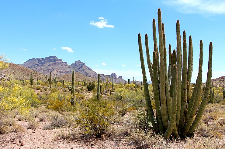 Organ Pipe Cactus National Monument - Joël McMurray
