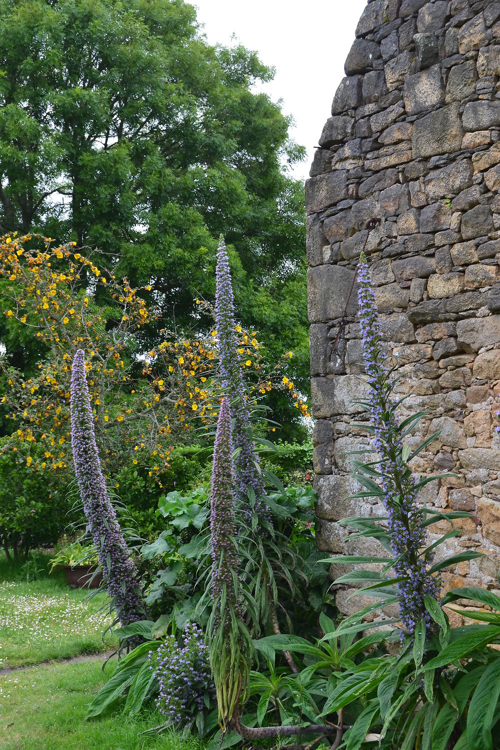 Echium Pininana Sur l’Île aux Moines