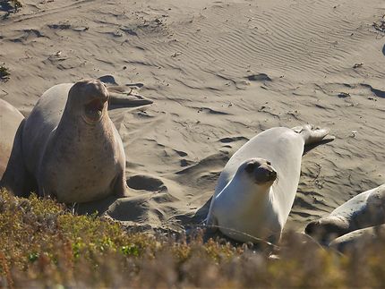 Elephant Seal, Vista Point