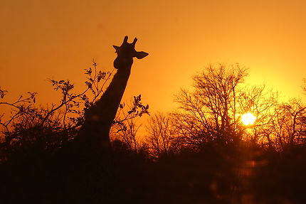 Coucher de soleil au Park Kruger
