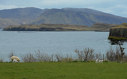 Moutons dans l'île de Canna