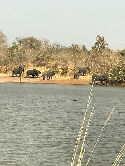 Baignade des éléphants