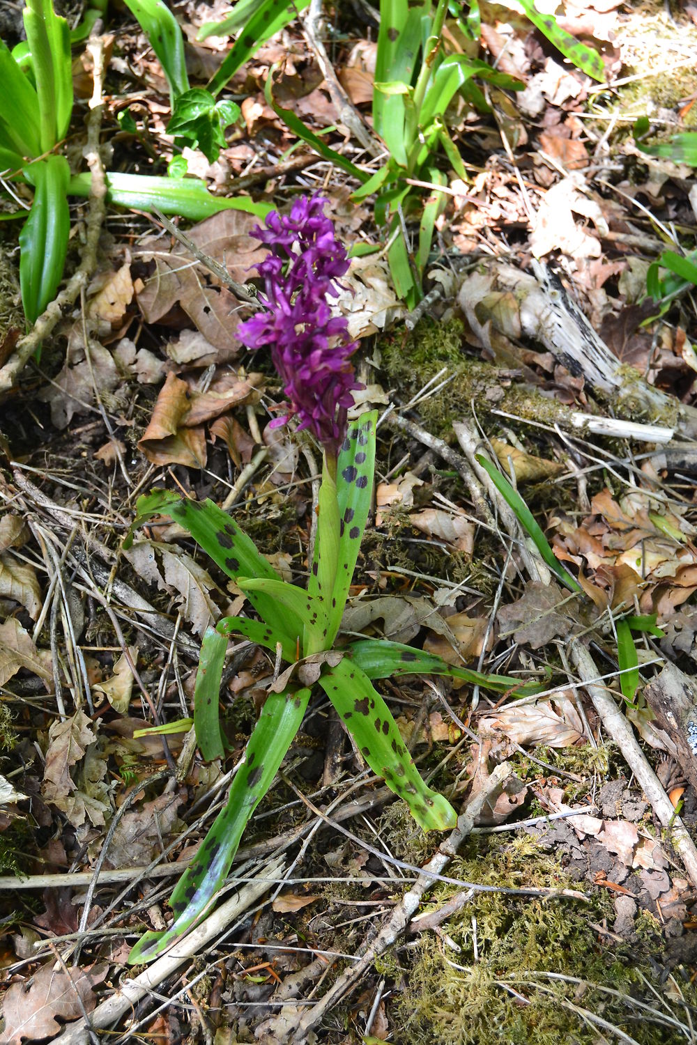 Orchidée sauvage