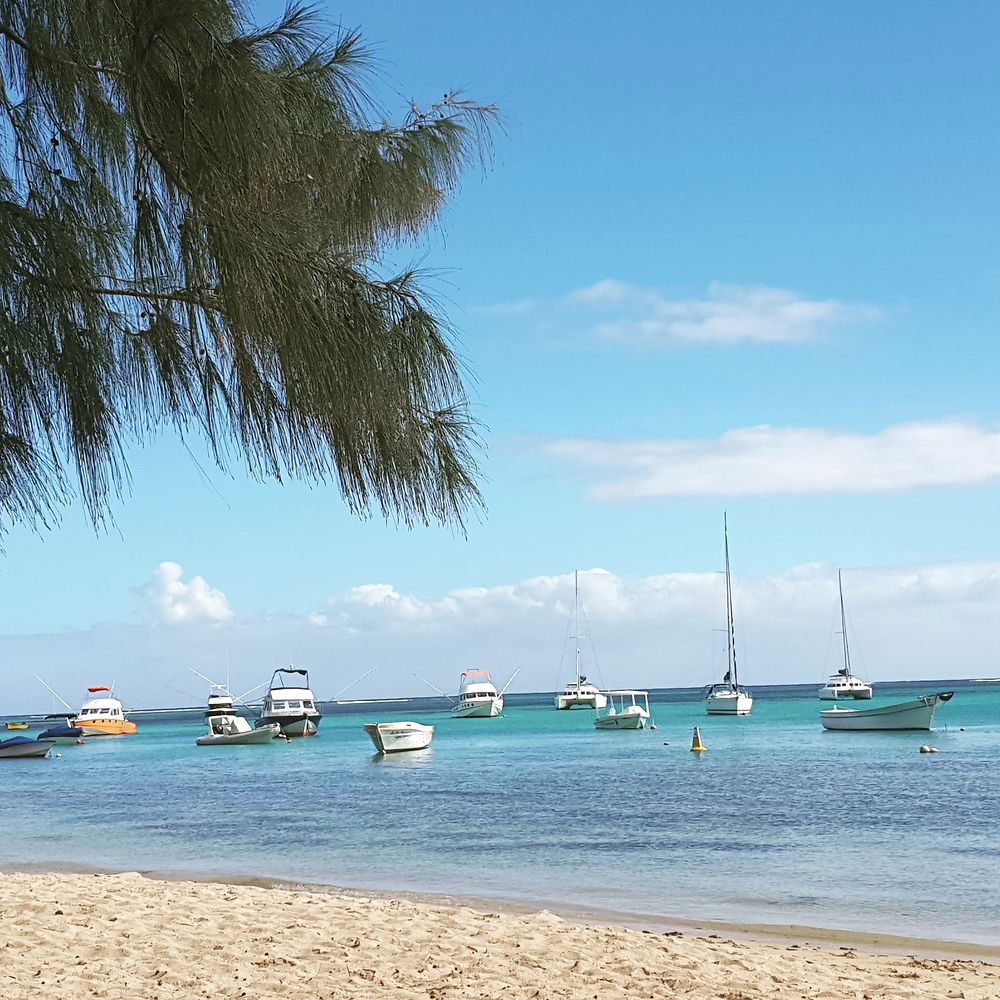 Bain Boeuf à l'Île Maurice