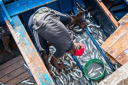 Un bateau plein de sardines au port d'Essaouira