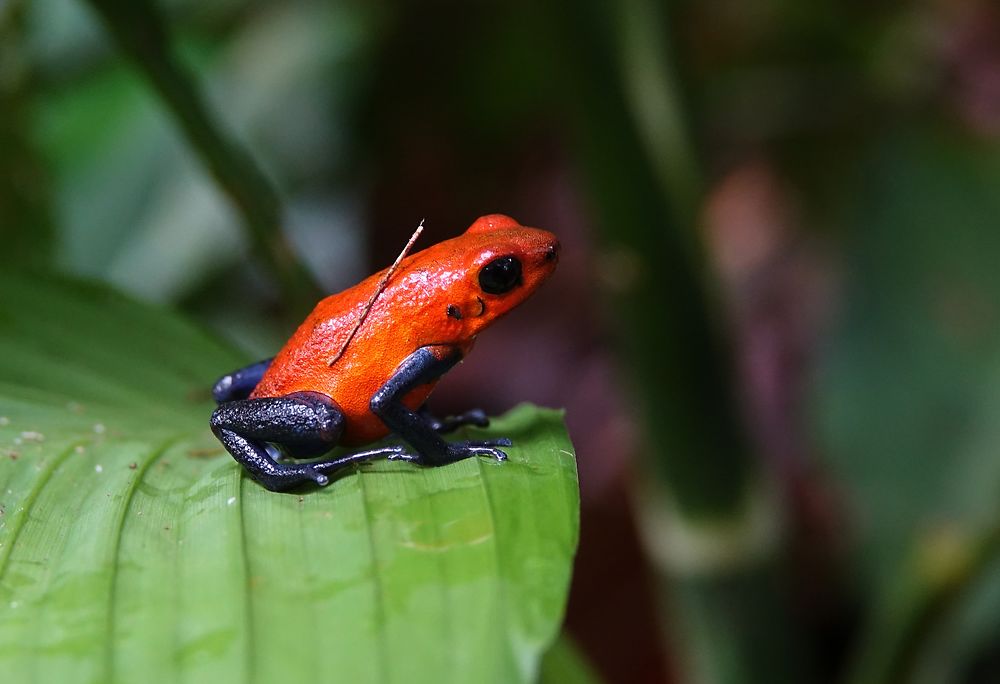 Oophaga pumilio