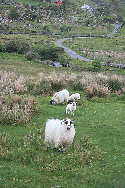 Les moutons