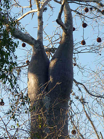 Fruits du baobab