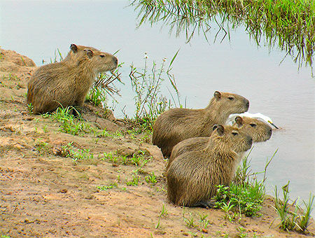 Jeunes capybaras