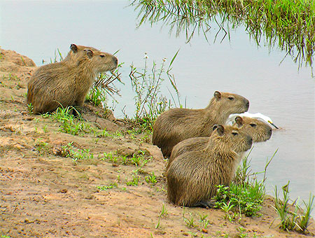 Jeunes capybaras Jeunes capybaras