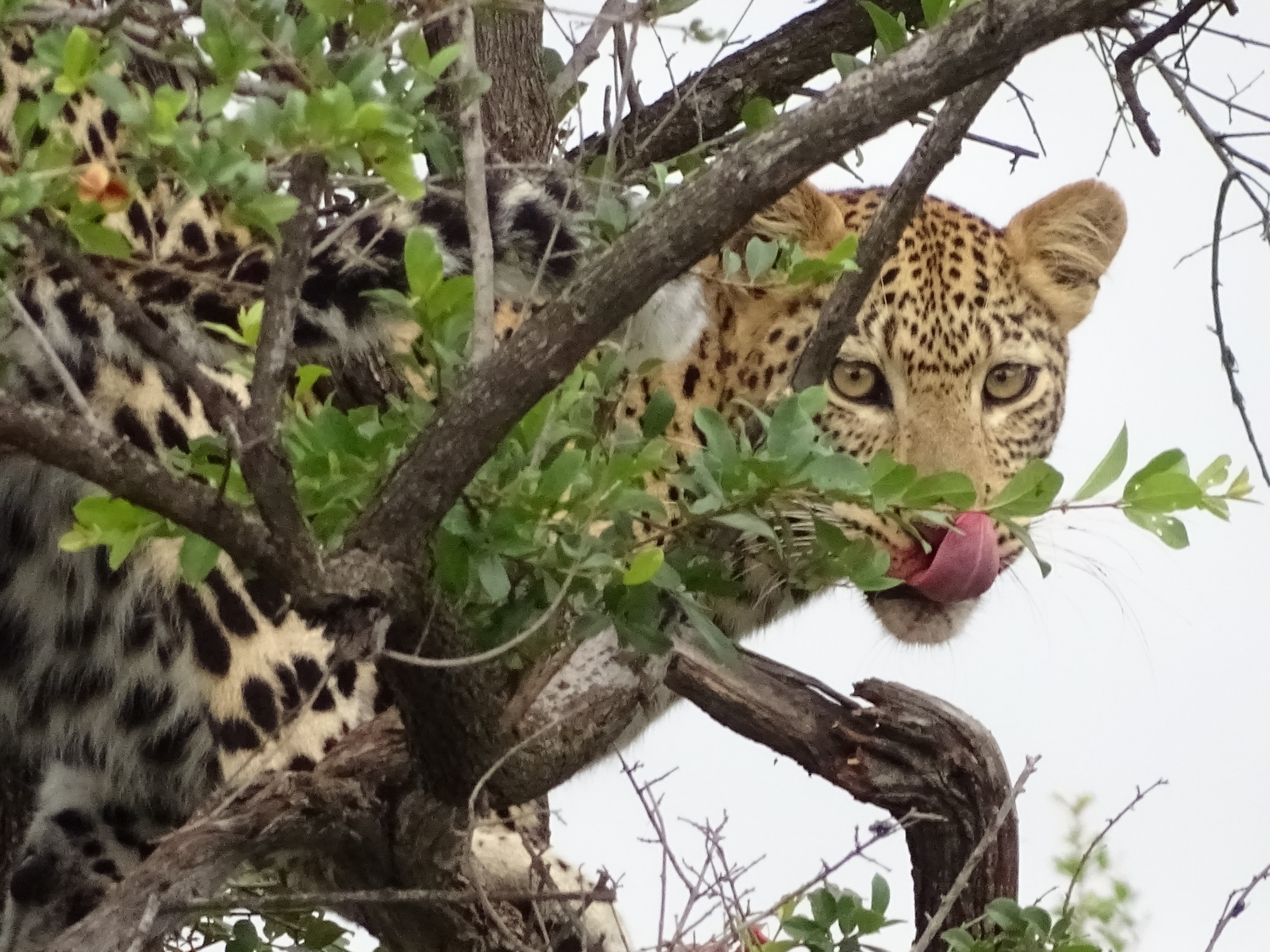 Léopard dégustant un impala Léopard dégustant un impala