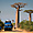Allée des Baobabs