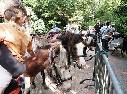 Les poneys du Parc des Buttes-Chaumont