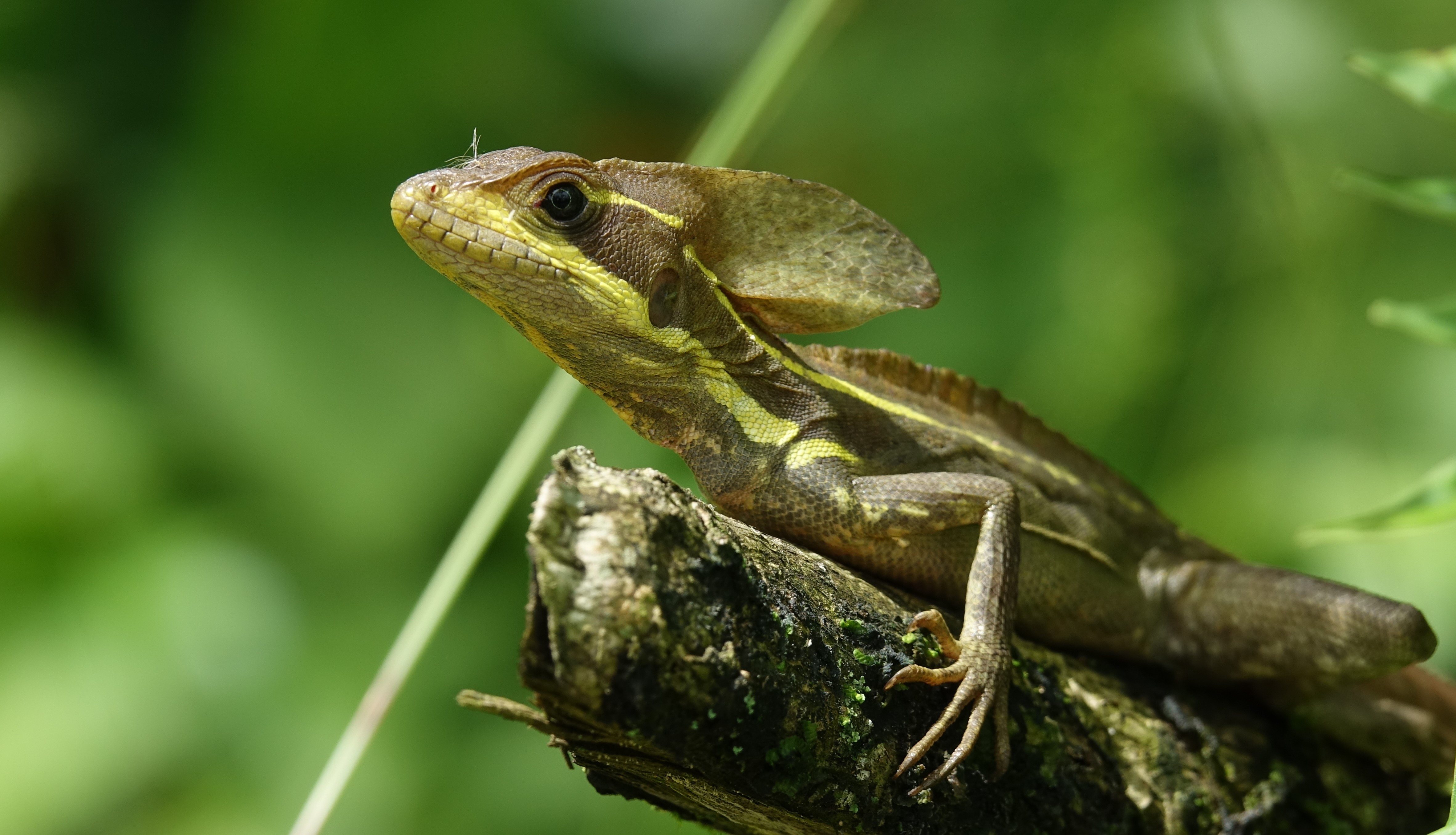 Lézard Jésus-Christ Lézard Jésus-Christ