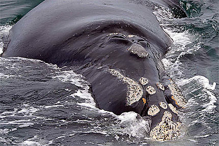 Penninsula valdes baleine franche australe