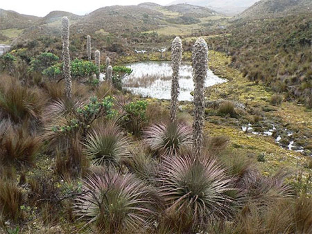 Parque Cajas