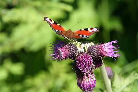 Papillon d'été Papillon d'été