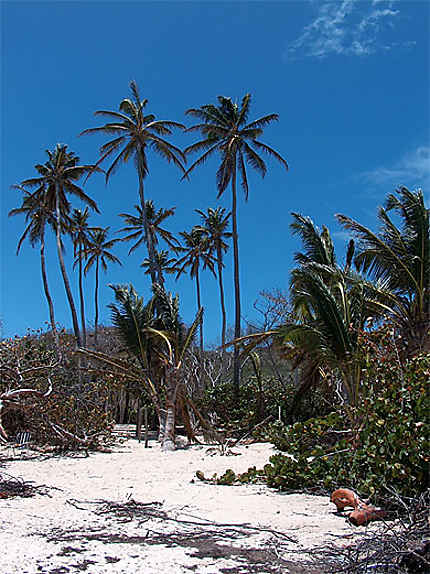 Palmiers sur la plage