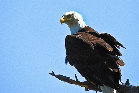 Bald Eagle (Pygargue à tête blanche) Bald Eagle (Pygargue à tête blanche)