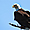 Bald Eagle (Pygargue à tête blanche)