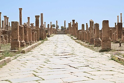 Aurès - Timgad - Cardo maximus