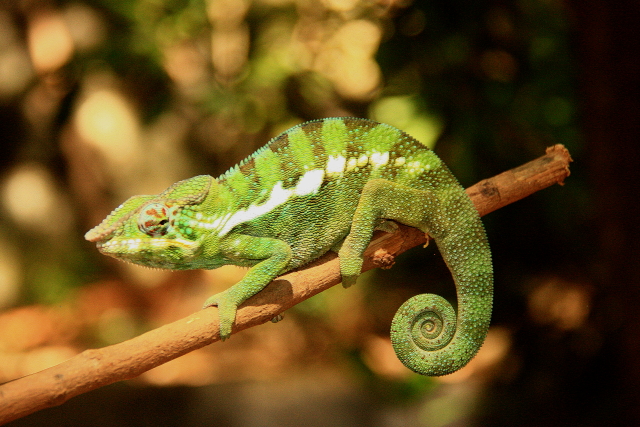 Caméléon Caméléon