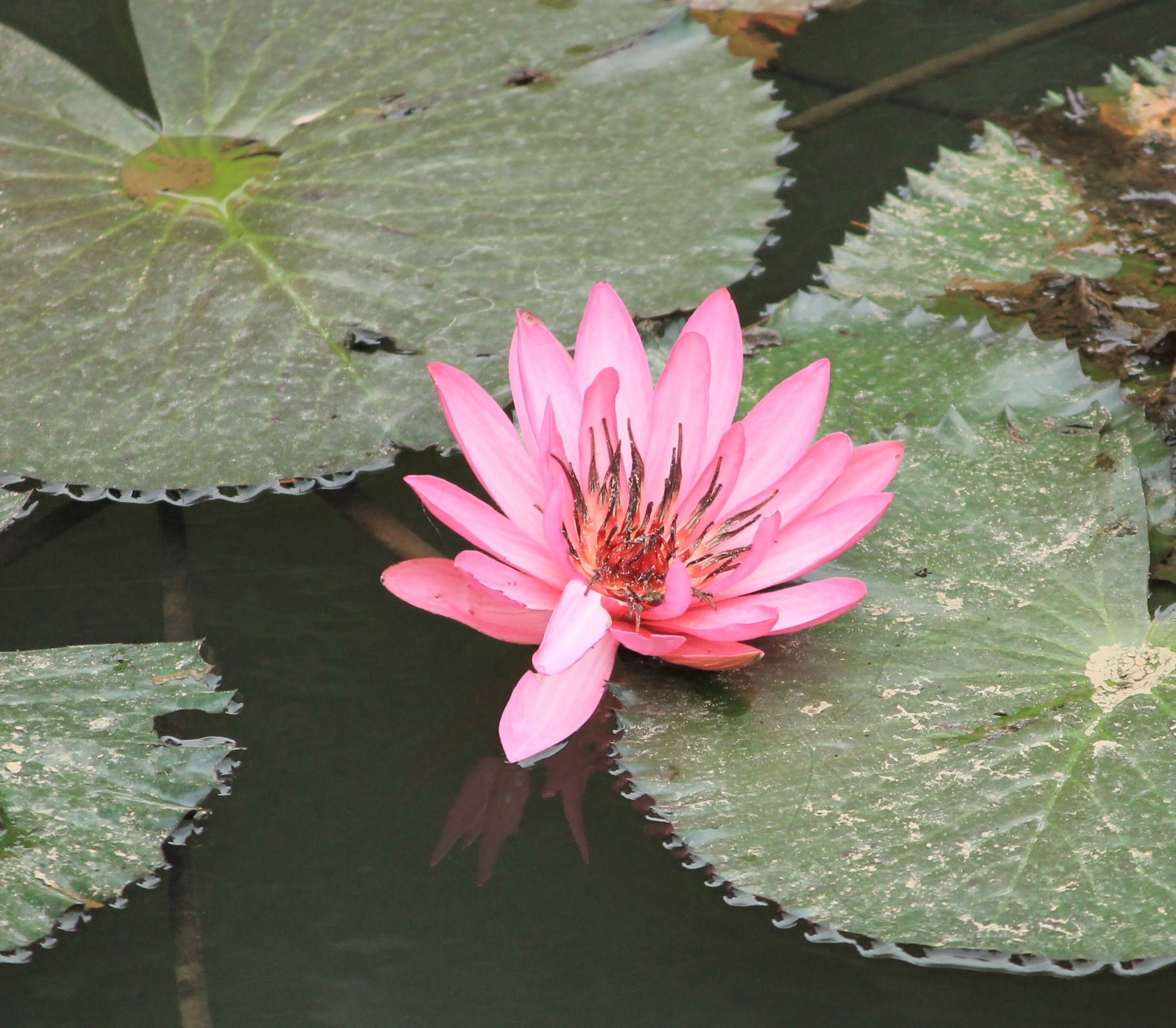 Lotus Lotus