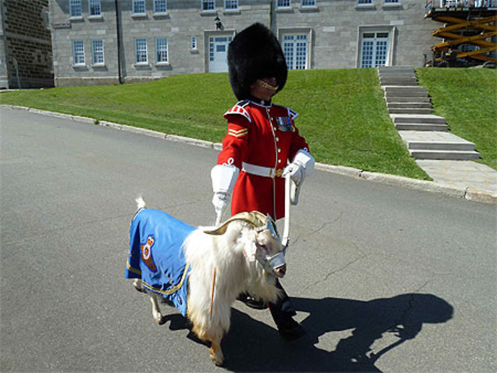 La mascotte du régiment