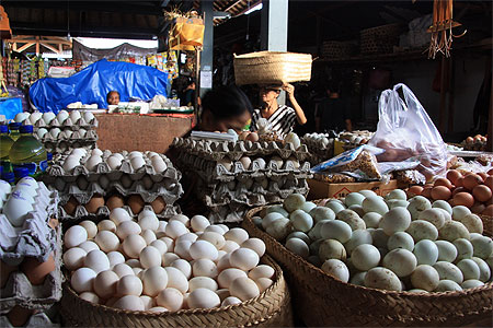Envie d'une omelette ? Envie d'une omelette ?
