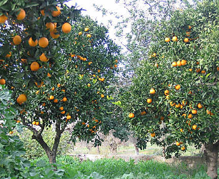 Les orangers