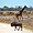 Girafe et Gnou dans la savane
