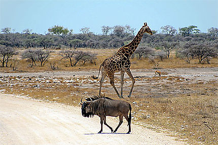 Girafe et Gnou dans la savane