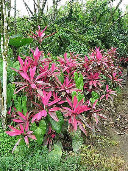 Plantes tropicales sauvages