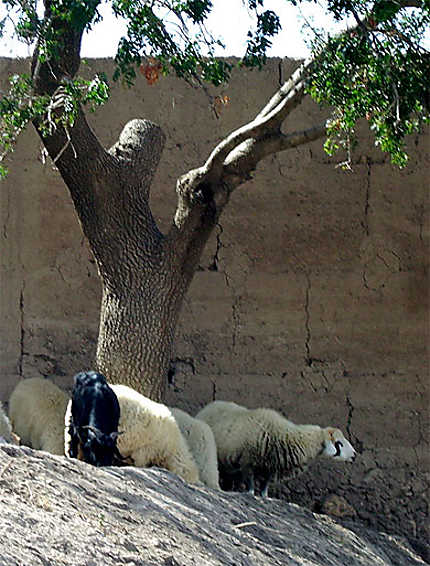 Mouton blanc, chèvre noire