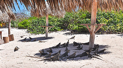 L'île des iguanes