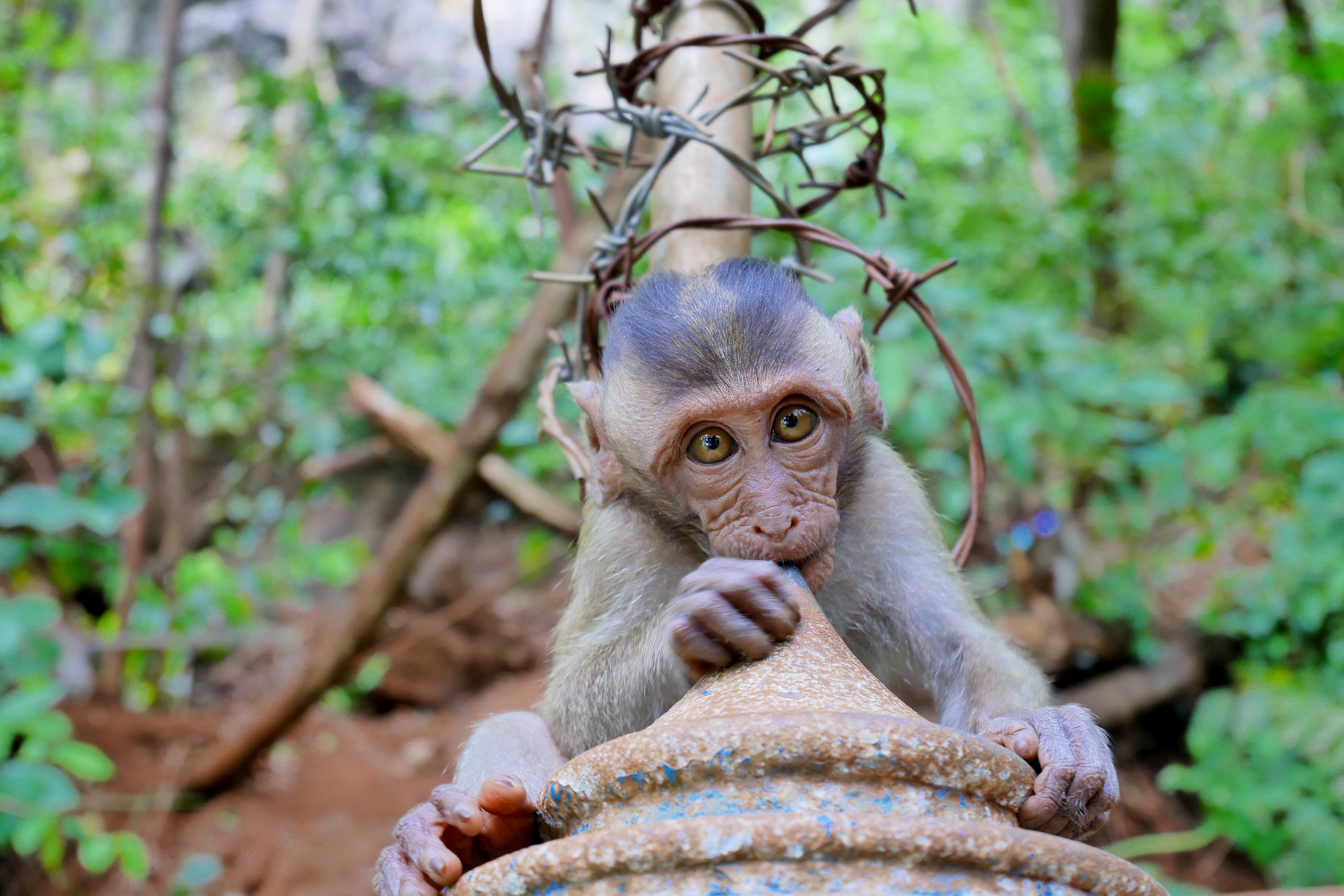 Singe à Krabi Singe à Krabi